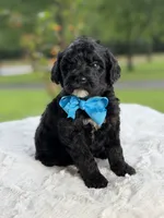 Carson , a male Miniature Goldendoodle for sale in Mayfield, KY – 4 of 9