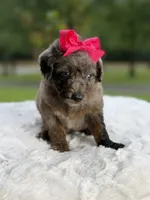 Chole , a female Miniature Goldendoodle for sale in Mayfield, KY – 2 of 10