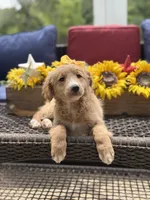 Alina, a female Miniature Goldendoodle for sale in Mayfield, KY – 2 of 10