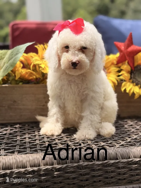 Adrian – Miniature Goldendoodle puppy for sale in Mayfield, KY