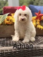Adrian, a female Miniature Goldendoodle for sale in Mayfield, KY – 1 of 10