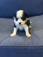 T'R, a male Aussalier for sale in Mayfield, KY – 4 of 8