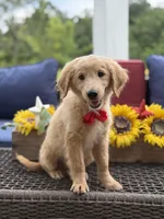 Anton , a male Miniature Goldendoodle for sale in Mayfield, KY – 3 of 10