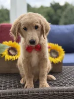 Anton , a male Miniature Goldendoodle for sale in Mayfield, KY – 9 of 10