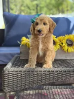 Daisy , a female Goldendoodle for sale in Mayfield, KY – 10 of 10