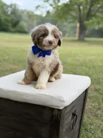 Wes , a male Miniature Aussiedoodle for sale in Mayfield, KY – 2 of 10
