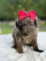 Chole , a female Miniature Goldendoodle for sale in Mayfield, KY – 5 of 10