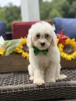 Asher, a male Miniature Goldendoodle for sale in Mayfield, KY – 2 of 10