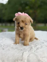 Cookie , a female Miniature Goldendoodle for sale in Mayfield, KY – 9 of 10