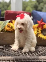 Adrian, a female Miniature Goldendoodle for sale in Mayfield, KY – 10 of 10