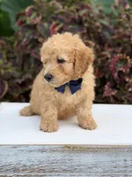 Legend, a male Miniature Goldendoodle for sale in Mayfield, KY – 7 of 10