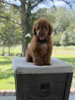 Buzz, a male Miniature Goldendoodle for sale in Mayfield, KY – 3 of 10