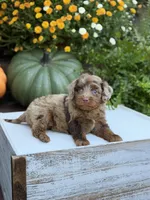 Eli, a male Miniature Aussiedoodle for sale in Mayfield, KY – 10 of 10