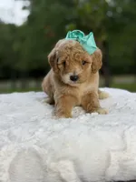 Cassie, a female Miniature Goldendoodle for sale in Mayfield, KY – 9 of 10
