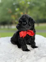 Carter , a male Miniature Goldendoodle for sale in Mayfield, KY – 6 of 10