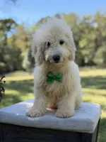 Buddy , a male Miniature Goldendoodle for sale in Mayfield, KY – 2 of 10