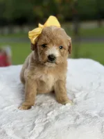 Charlie, a female Miniature Goldendoodle for sale in Mayfield, KY – 4 of 10