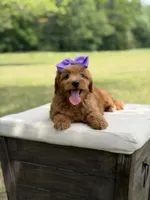 Whitney, a female Miniature Goldendoodle for sale in Mayfield, KY – 5 of 10