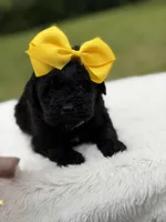 June , a female Miniature Bernedoodle for sale in Mayfield, KY – 10 of 10