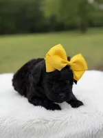 June , a female Miniature Bernedoodle for sale in Mayfield, KY – 8 of 10