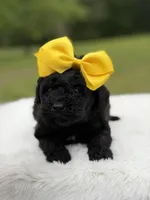 June , a female Miniature Bernedoodle for sale in Mayfield, KY – 5 of 10