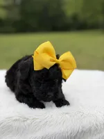 June , a female Miniature Bernedoodle for sale in Mayfield, KY – 6 of 10