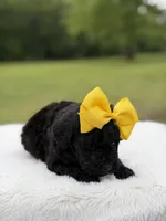 June , a female Miniature Bernedoodle for sale in Mayfield, KY – 2 of 10