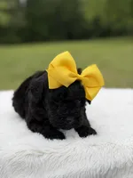 June , a female Miniature Bernedoodle for sale in Mayfield, KY – 7 of 10