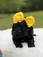 June , a female Miniature Bernedoodle for sale in Mayfield, KY – 4 of 10