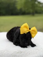 June , a female Miniature Bernedoodle for sale in Mayfield, KY – 3 of 10