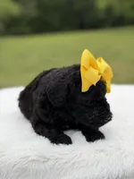 June , a female Miniature Bernedoodle for sale in Mayfield, KY – 9 of 10