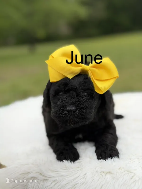 June  – Miniature Bernedoodle puppy for sale in Mayfield, KY