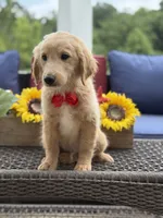 Anton , a male Miniature Goldendoodle for sale in Mayfield, KY – 7 of 10