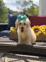 Bess, a female Miniature Goldendoodle for sale in Mayfield, KY – 4 of 10