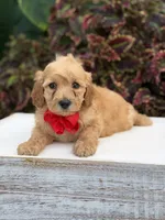 Lance, a male Miniature Goldendoodle for sale in Mayfield, KY – 8 of 10