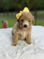 Charlie, a female Miniature Goldendoodle for sale in Mayfield, KY – 9 of 10