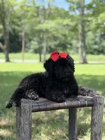 June , a female Miniature Bernedoodle for sale in Mayfield, KY – 8 of 10