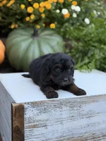 Elmo, a male Miniature Aussiedoodle for sale in Mayfield, KY – 3 of 9
