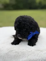 Leo, a male Miniature Bernedoodle for sale in Mayfield, KY – 6 of 6