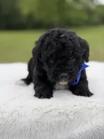 Leo, a male Miniature Bernedoodle for sale in Mayfield, KY – 5 of 6