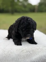 Leo, a male Miniature Bernedoodle for sale in Mayfield, KY – 2 of 6