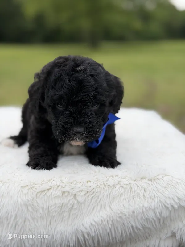 Leo – Miniature Bernedoodle puppy for sale in Mayfield, KY
