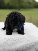 Leo, a male Miniature Bernedoodle for sale in Mayfield, KY – 1 of 6