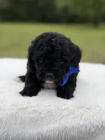 Leo, a male Miniature Bernedoodle for sale in Mayfield, KY – 4 of 6