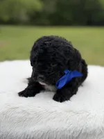 Leo, a male Miniature Bernedoodle for sale in Mayfield, KY – 3 of 6