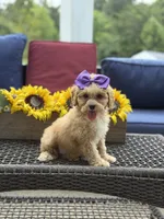 Bridie, a female Miniature Goldendoodle for sale in Mayfield, KY – 10 of 10