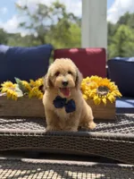 Baxter, a male Miniature Goldendoodle for sale in Mayfield, KY – 6 of 10