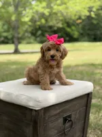 Winnie , a female Miniature Goldendoodle for sale in Mayfield, KY – 3 of 10