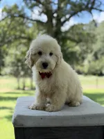 Buddy , a male Miniature Goldendoodle for sale in Mayfield, KY – 5 of 10