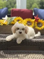 April, a female Miniature Goldendoodle for sale in Mayfield, KY – 4 of 10